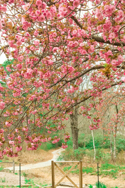 spring on windy ridge