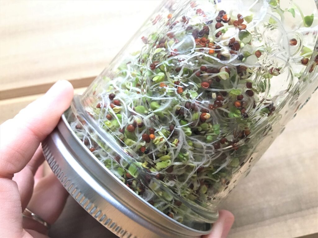 Sprouts grown in a mason jar with diy sprouting lid.