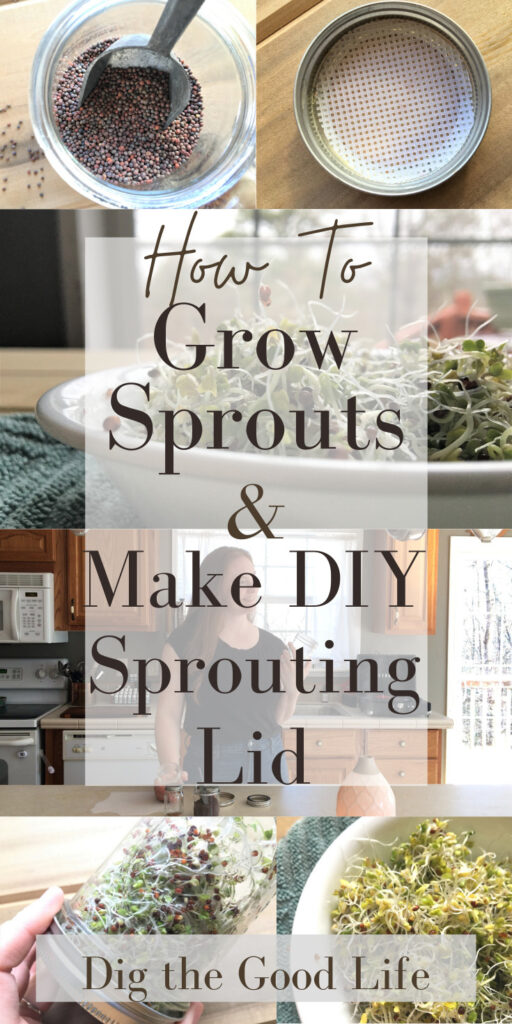 Learn how to grow your own sprouts in a mason jar. Also how to make a DIY sprouting lid with craft mesh.