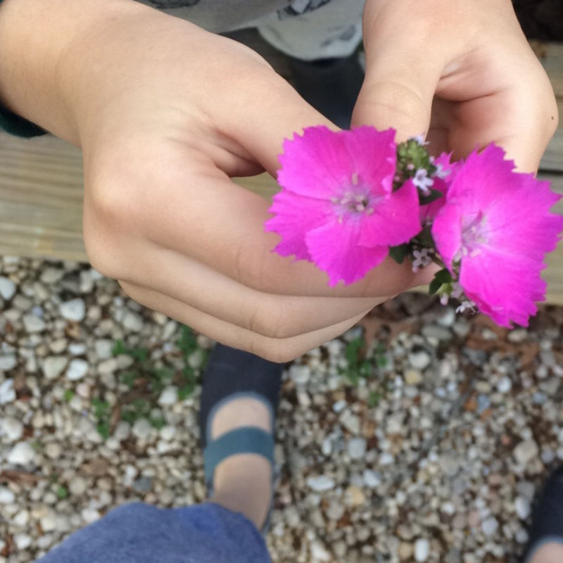 homeschool kindergarten plans nature children