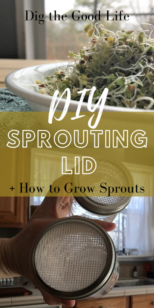 DIY Sprouting Lid and How to Grow your Own Sprouts