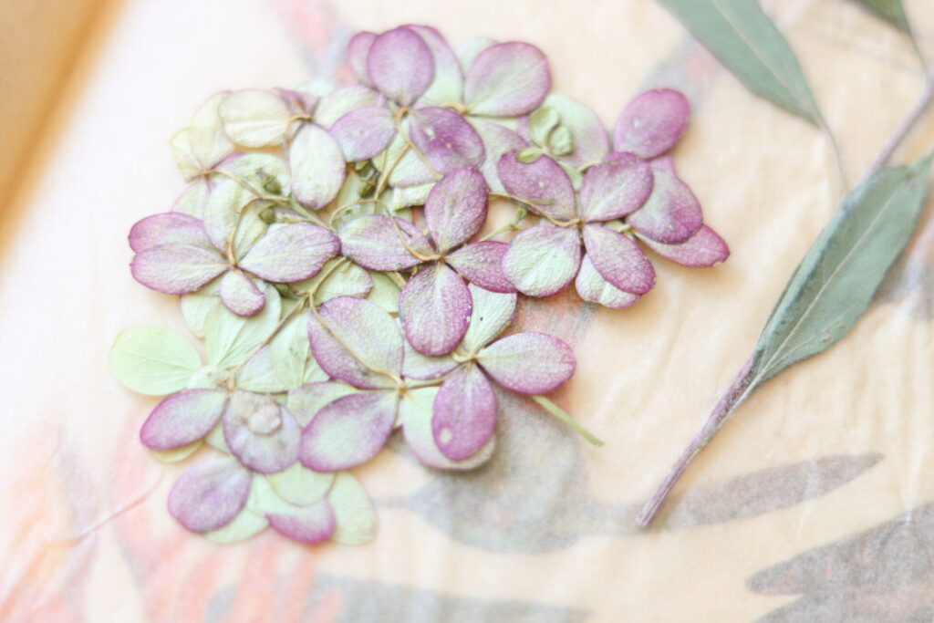 Dried Flowers How To, How to Press Dry Hydrangeas